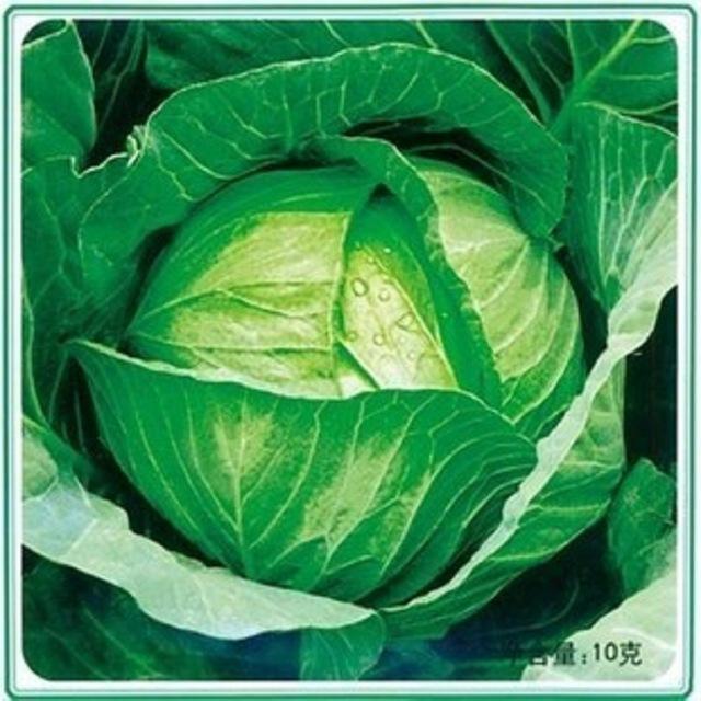 Spring Green Cabbage Seeds Vegetable Seeds